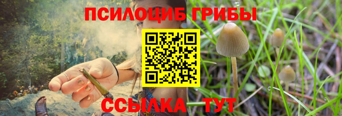 Псилоцибиновые грибы Psilocybine cubensis Прокопьевск
